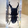 Giant beetle in resin, Dorcus Titanus, Insects in Lucite