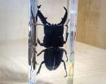 Giant beetle in resin, Dorcus Titanus, Insects in Lucite