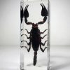 Real Large Scorpion in Resin, Lucite Scorpion Specimen, Oddities, Curiosities
