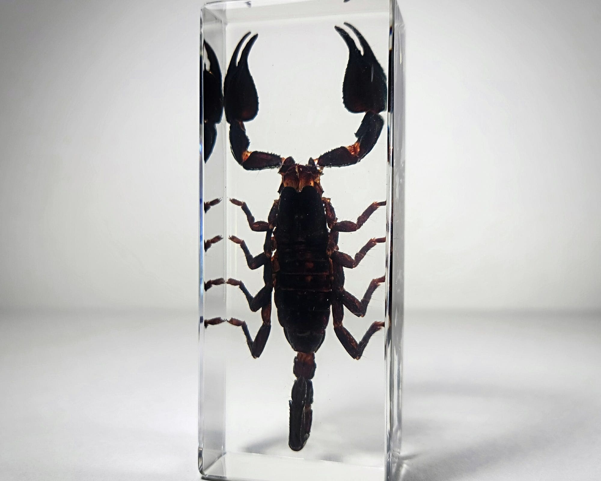 Details about   Insect Cabochon Black Scorpion Specimen Round 19 mm Clear 5 pieces Lot 