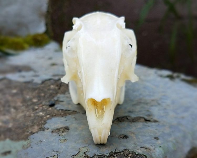 Real Rabbit Skull, Animal Skulls, Oddities, Curiosities