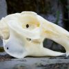 Real Rabbit Skull, Animal Skulls, Oddities, Curiosities