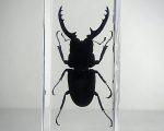 Real Beetle In Resin, Insects In Resin, Stag Beetle, Dorcus Titanus