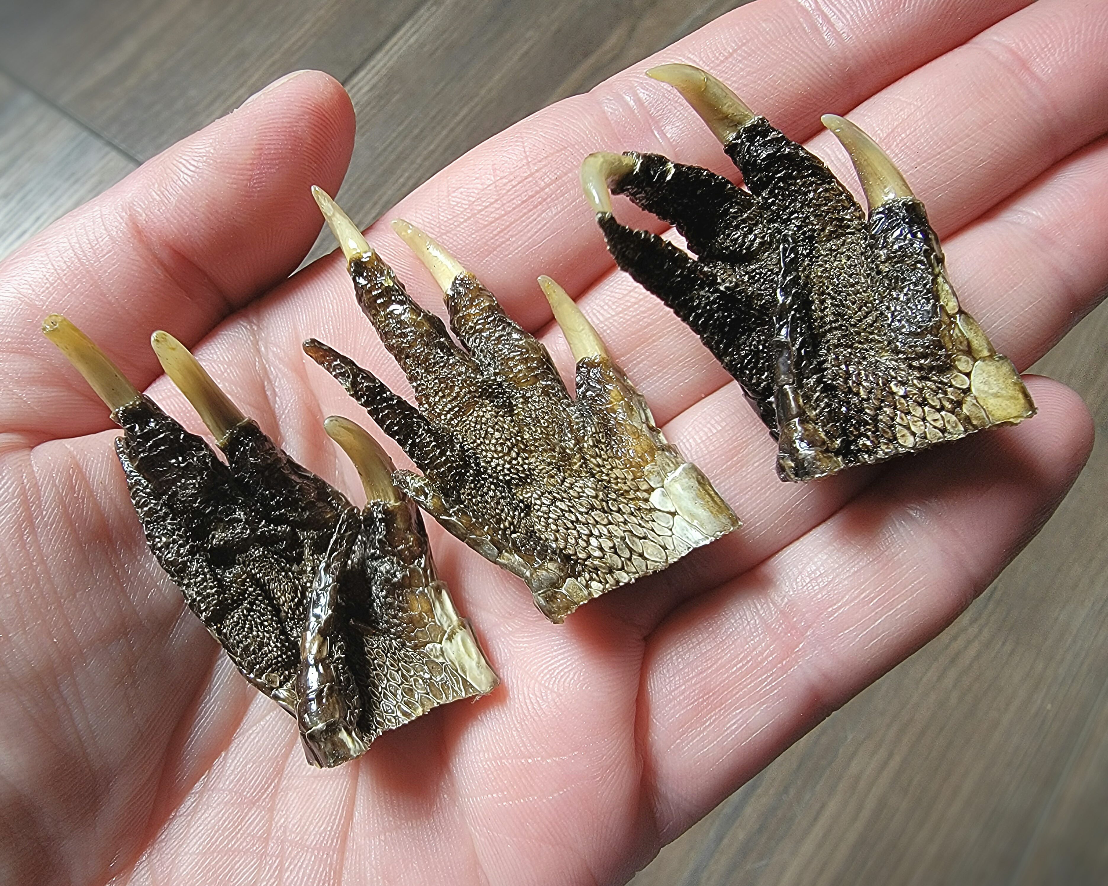 Set of 24 Alligator Feet with Claws 