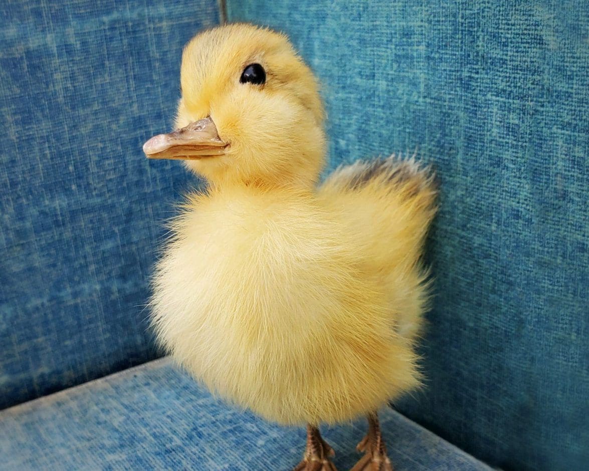 Baby Duck Taxidermy Duckling, Oddities, Curiosities