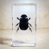 Dung Beetle in resin, Insects in resin, Scarab