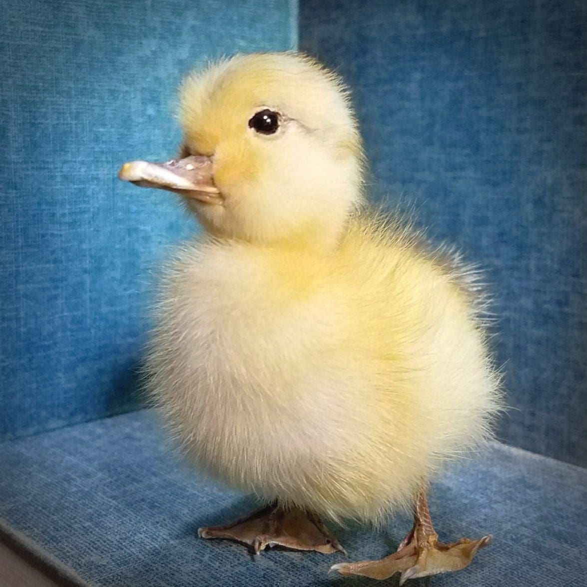 Taxidermy duckling ..I'm Duck'n Adorable!. novelty.*SALE Cute Baby Duck Mount. 