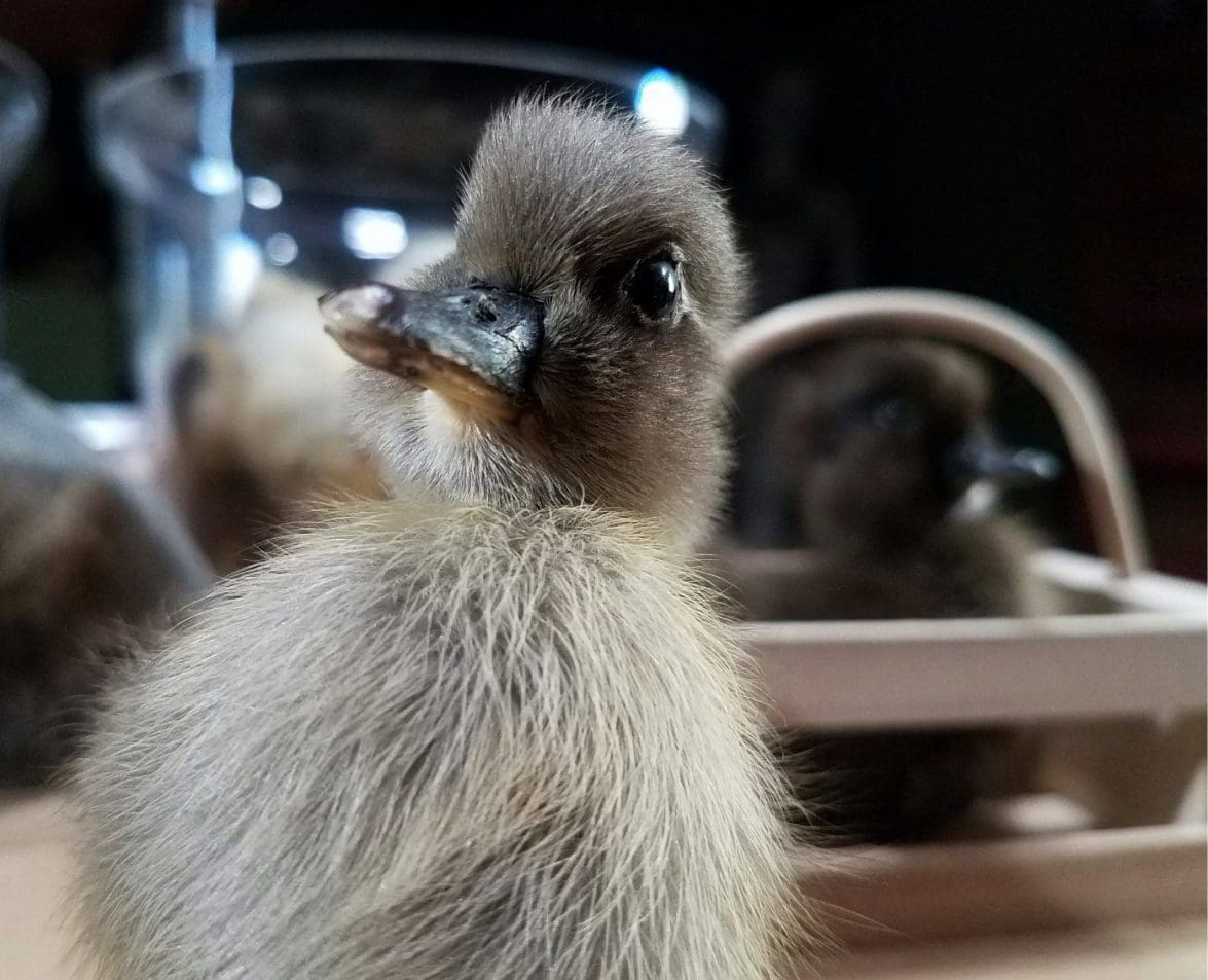 Taxidermy Duckling, Oddities Curiosities, Real Taxidermy Duck