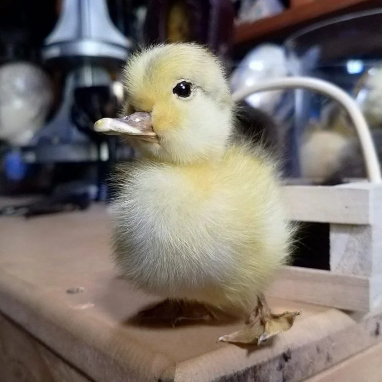 Taxidermy Duckling, Real Taxidermy Baby Duck, Yellow