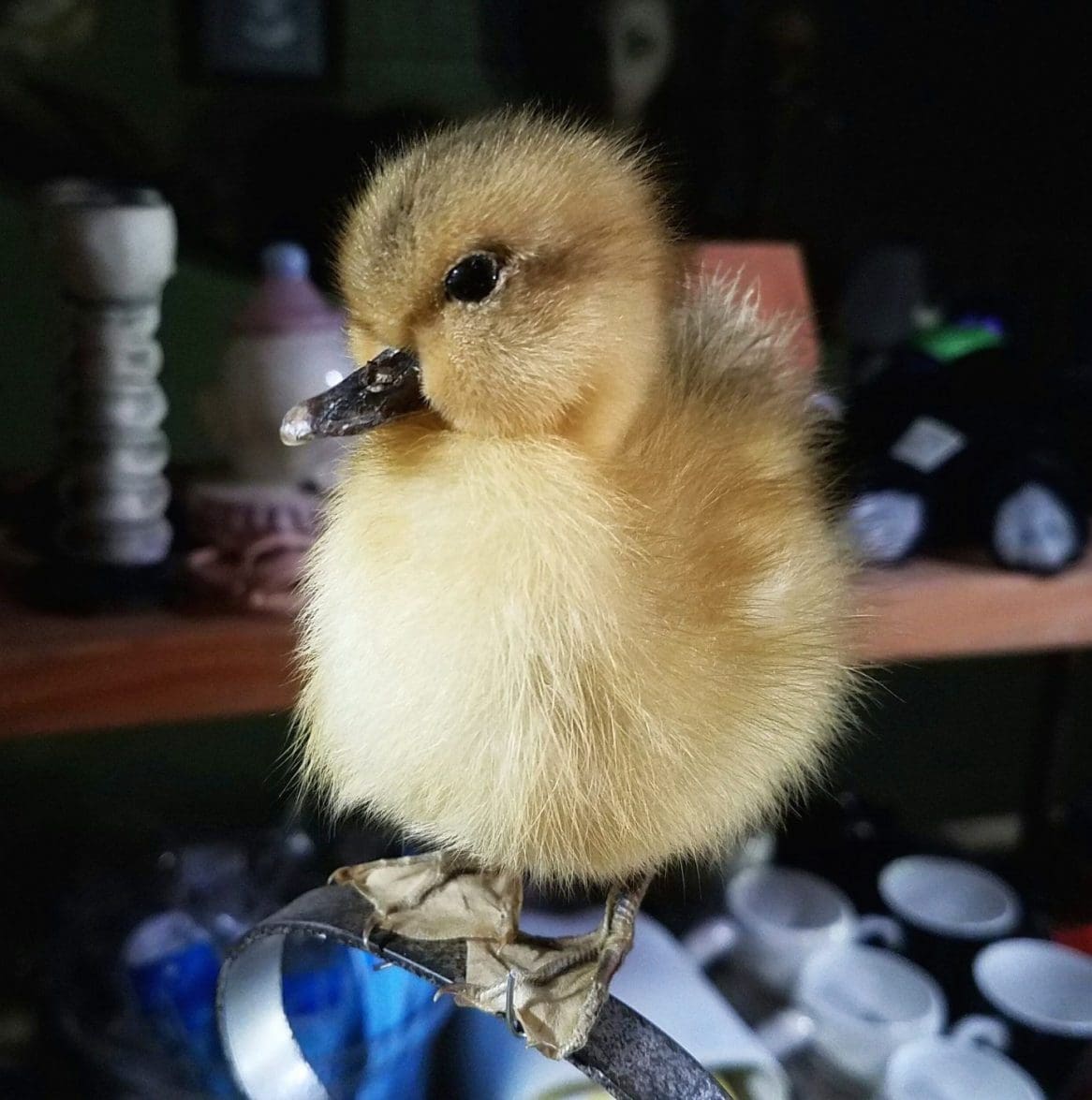 ONE PIECE Real Taxidermy Baby Duckling Yellow Bird 