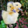 2 headed duckling, taxidermy duck, oddities, curiosities, two headed duck