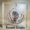 Real Octopus in Resin, Oddities, Curiosities