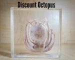 Real Octopus in Resin, Oddities, Curiosities