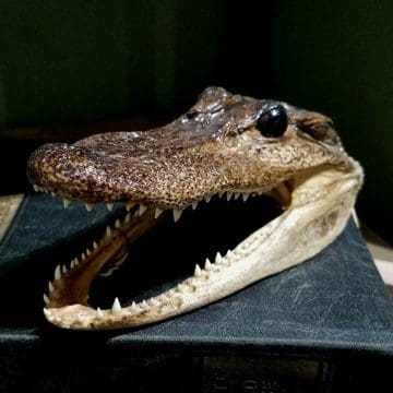 Taxidermy Alligator Head, Real Gator Head, Oddities and Curiosities
