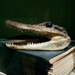 Taxidermy Alligator Head, Real Gator Head, Oddities and Curiosities