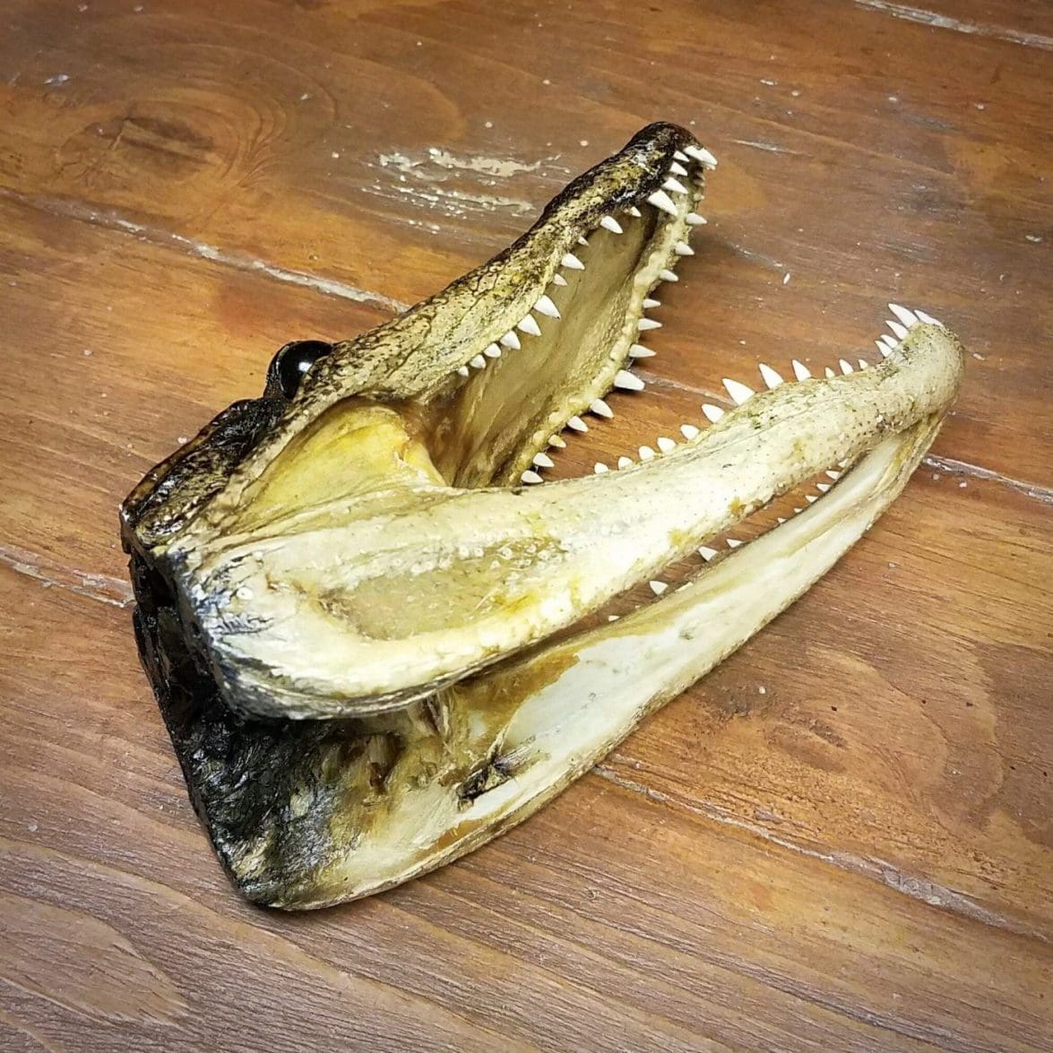 Authentic 16" Alligator Head From Real Alligator Taxidermy 57 BIG PICS 