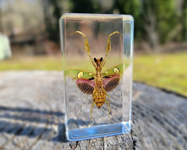 Jeweled Flower Mantis Specimen In Resin