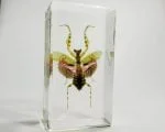 Flower Mantis, Orchid Mantis, Insects in Resin Specimens