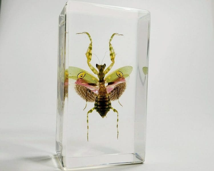 Flower Mantis, Orchid Mantis, Insects in Resin Specimens