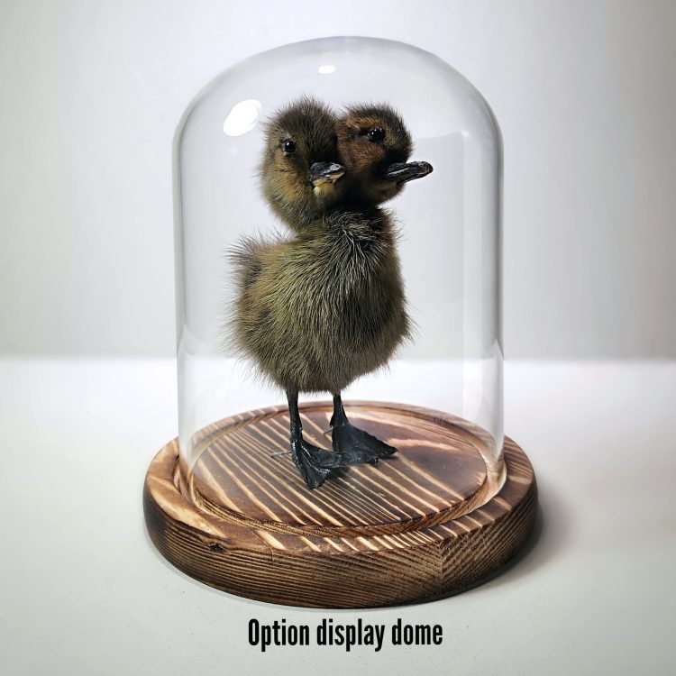 Display Dome for Taxidermy Duckling, Curio Display, Oddities Decor, Taxidermy Duckling