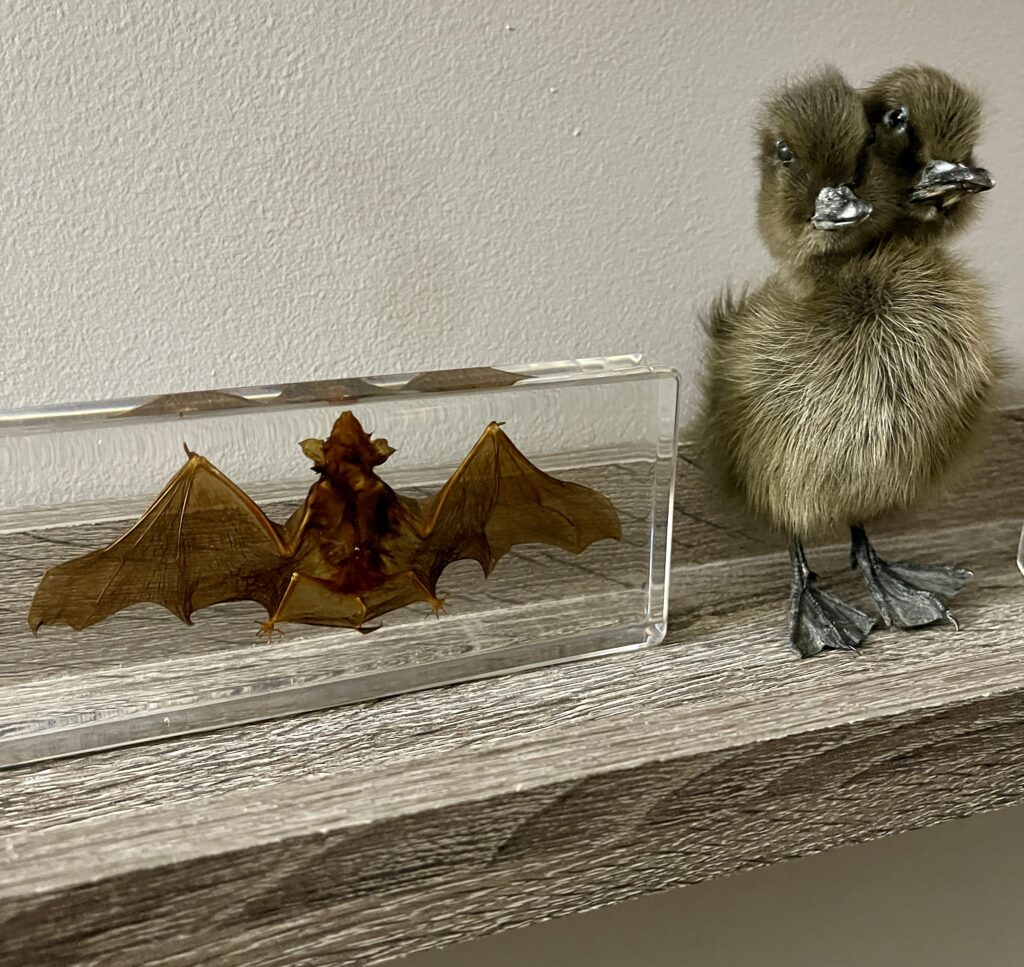 Image #1 from MICHAEL REILY