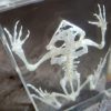 Real Toad Skeleton In Resin, Frog Skeleton In Resin, Oddities, Curiosities