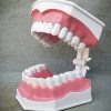 Oddities and Curiosities, Large Human Teeth Model, Oversized Teeth Model