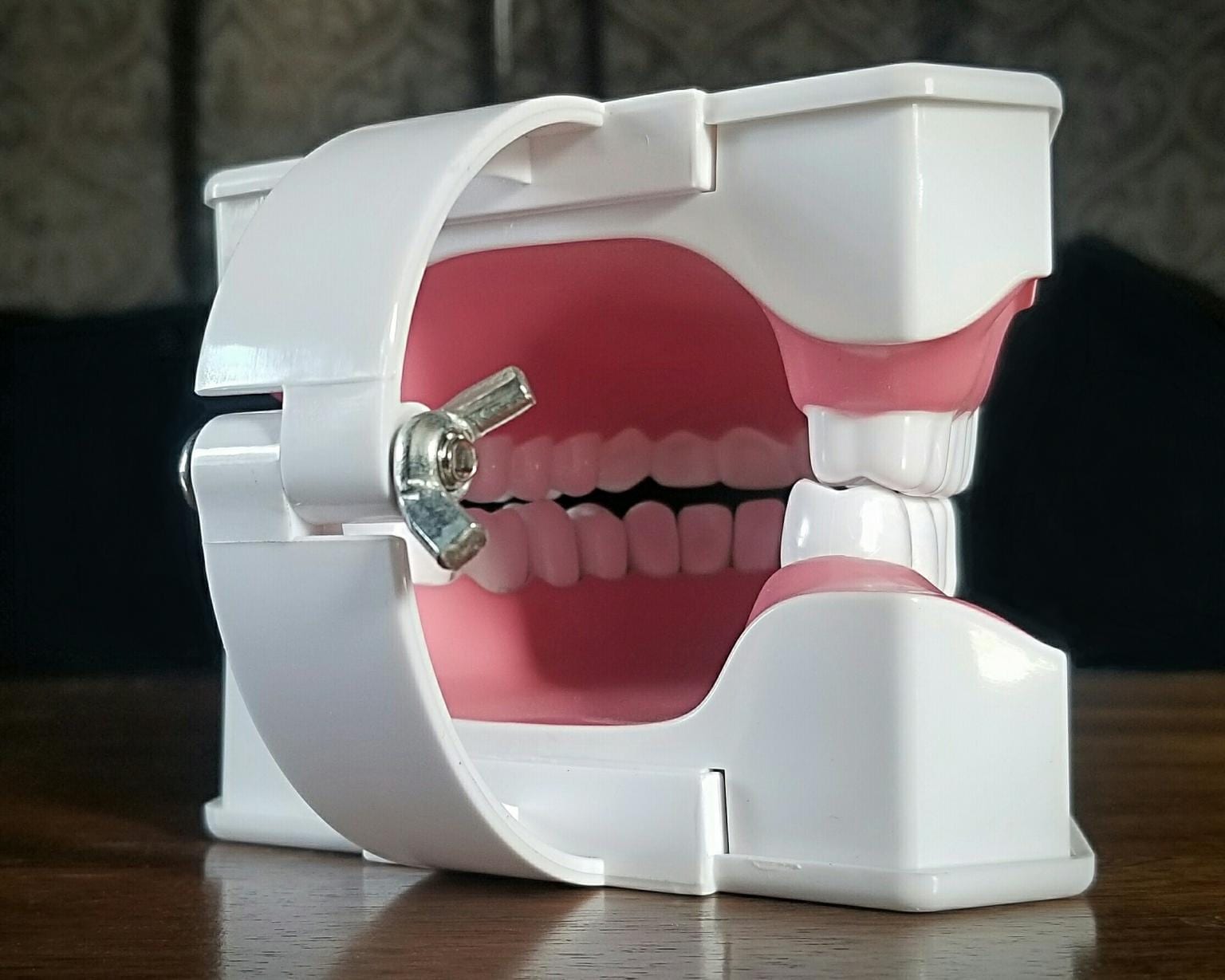 large-dental-model-oversized-plastic-teeth-oddity-oddities-for-sale