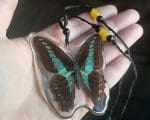 Real Butterfly Necklace, Insects In Resin, Blue Bottle Butterfly Window Hang