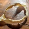 Real Shark Jaws, Shark Teeth, Oddities, Curiosities