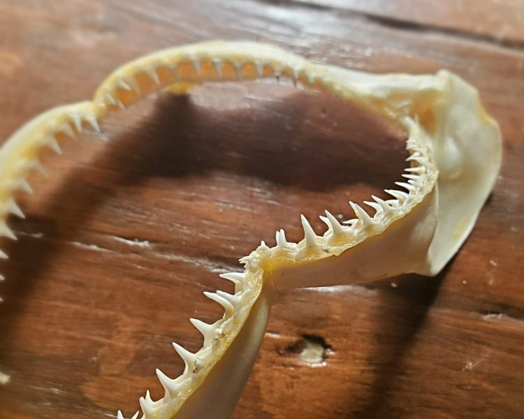 Real Shark Jaws, Shark Teeth, Oddities, Curiosities