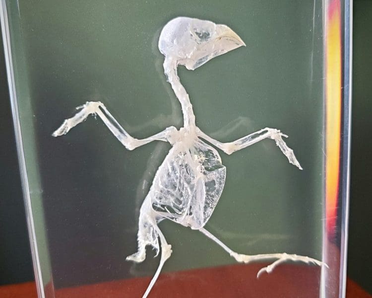 Real Bird Skeleton In Resin, Animal Skeletons in Lucite