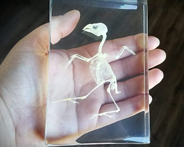 Real Bird Skeleton In Resin, Animal Skeletons in Lucite