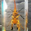 Lantern Fly in resin, Insects in Resin, Lucite Specimens