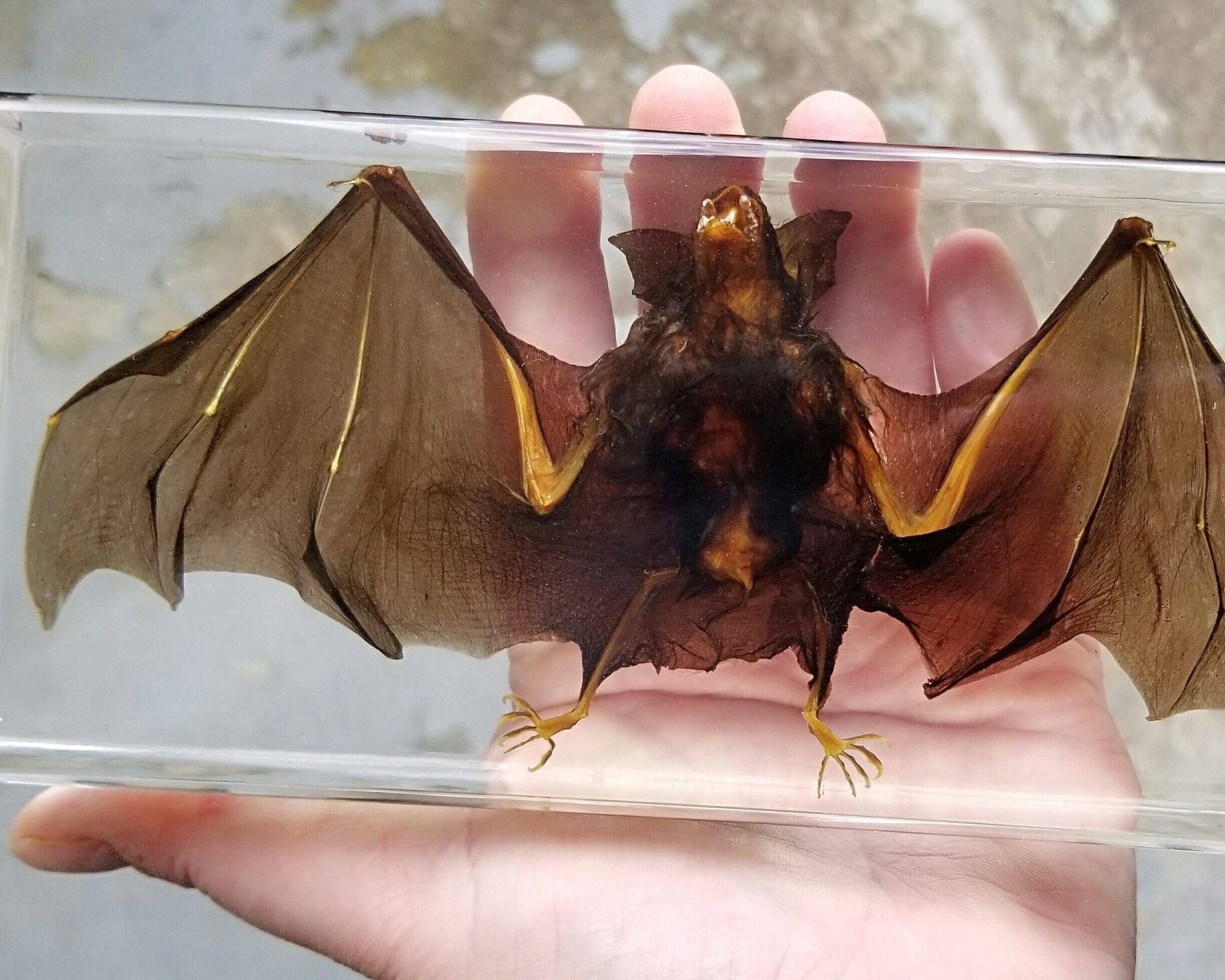 O33b Taxidermy Real Bat Specimen Jar Rhinolophus Affinis Collectible curiosity 