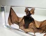 Large Bat in Resin, Real Preserved bat, Ethically Sourced Bat