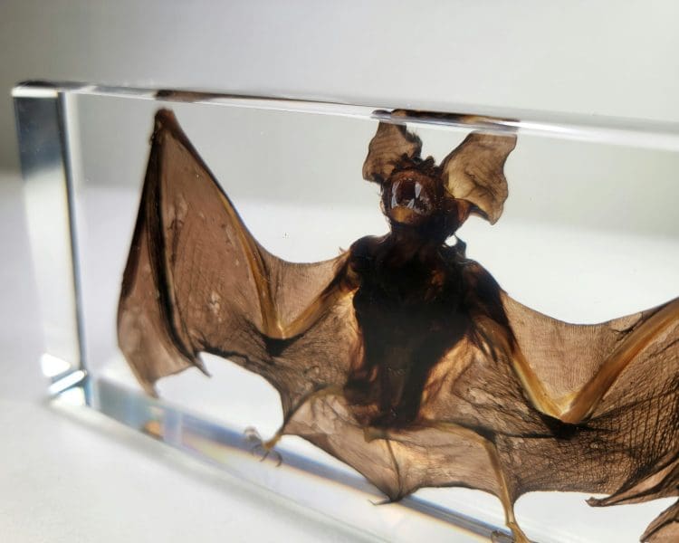 Large Bat in Resin, Real Preserved bat, Ethically Sourced Bat