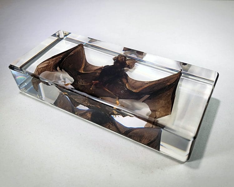 Large Bat in Resin, Real Preserved bat, Ethically Sourced Bat