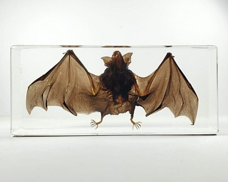 Large Real Bat In Resin, Large Bat In Lucite, Taxidermy Bat