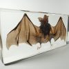 Large Real Bat In Resin, Large Bat In Lucite, Taxidermy Bat