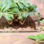 Real Bat In Resin, Preserved Bat, Ethically Sourced Bat, Gothic Decor