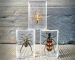 Small insects in resin, Real bugs in resin, Lucite Specimens