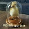 Taxidermy Duckling, Baby Duck Taxidermy, Oddities Curiosities