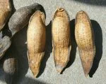 Real Dried Leeches, Leech Specimen, Oddities and Curiosities