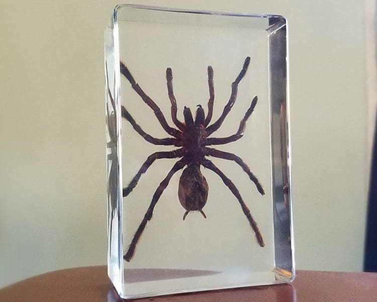 Large Spider In Resin, Real Large Spider In Lucite, Insects In Resin