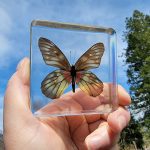 Jezebel butterfly, Butterfly in Acrylic, Acrylic Butterfly Displays