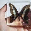 Real-Butterfly-In-Resin-Lucite-Blue-Bottle-Butterfly-Curiosities