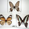 Wholesale Butterfly Set, Real Butterflies in Resin