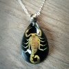 Real Scorpion Necklace, Real Insect Jewelry, Insects In Resin