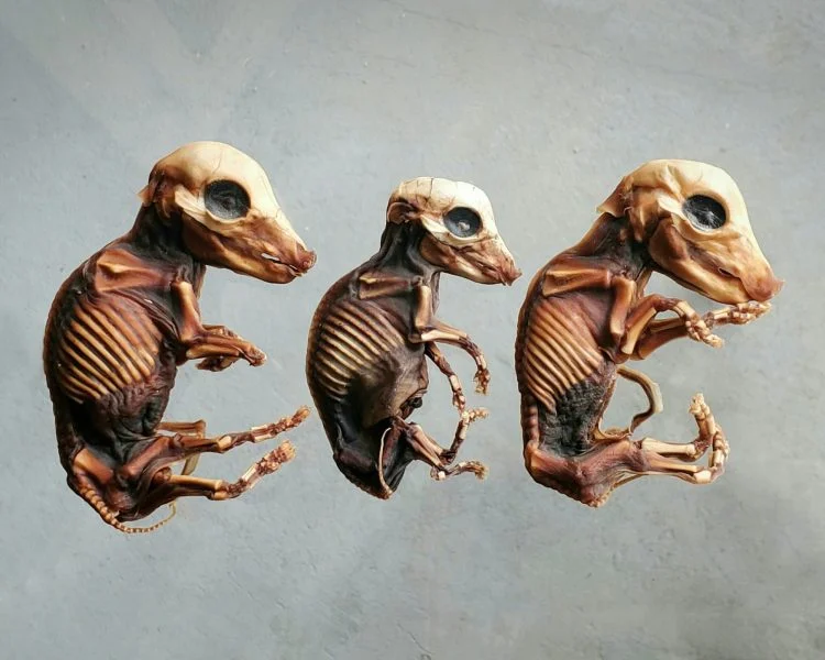 Real-Dried-Fetal-Pig-Fetus-Taxidermy-Baby-Pig